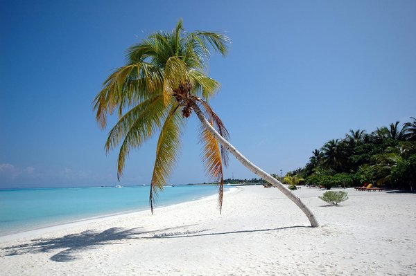 Comment découvrir les traditions culturelles des Maoris en Nouvelle-Zélande?